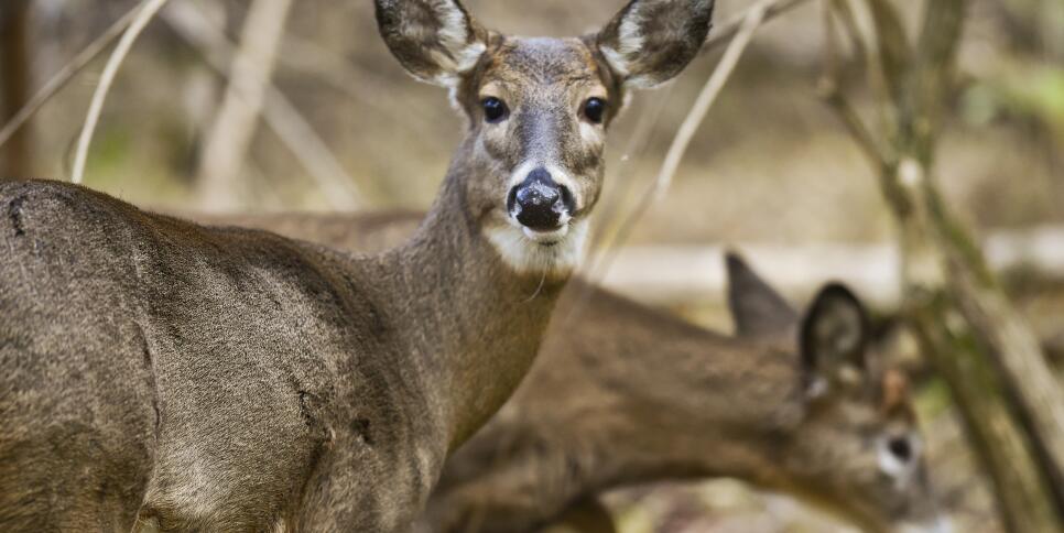 211228 white tail deer al 0949 b8193e