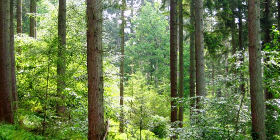 Continuous Cover Forestry in the Lake District Cumbria England