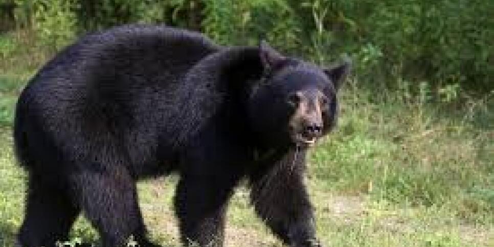 black bears2