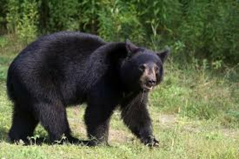 black bears2