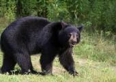 black bears3