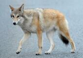 eastern coyote